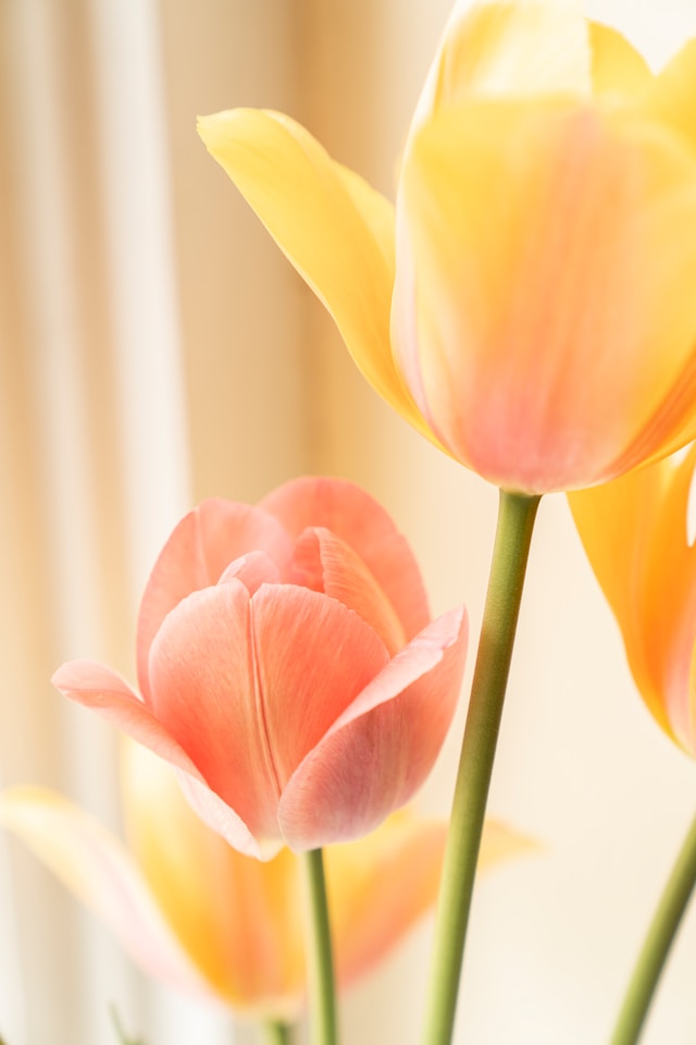 Increase Positive Emotions Through Mood Boosting Strategies